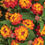 Thumbnail: Lantana