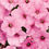 Thumbnail: Petunia- Supertunia