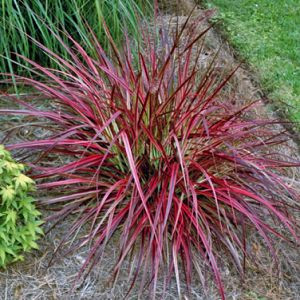 Firework Grass