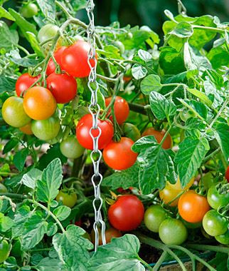 Tomato- Cherry Tomato