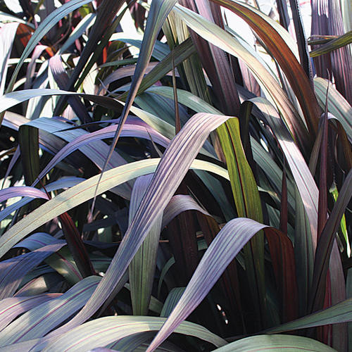 Fountain Grass- Vertigo
