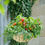 Thumbnail: Tomato- Cherry Tomato