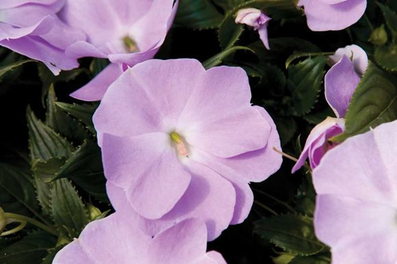 New Guinea Impatiens