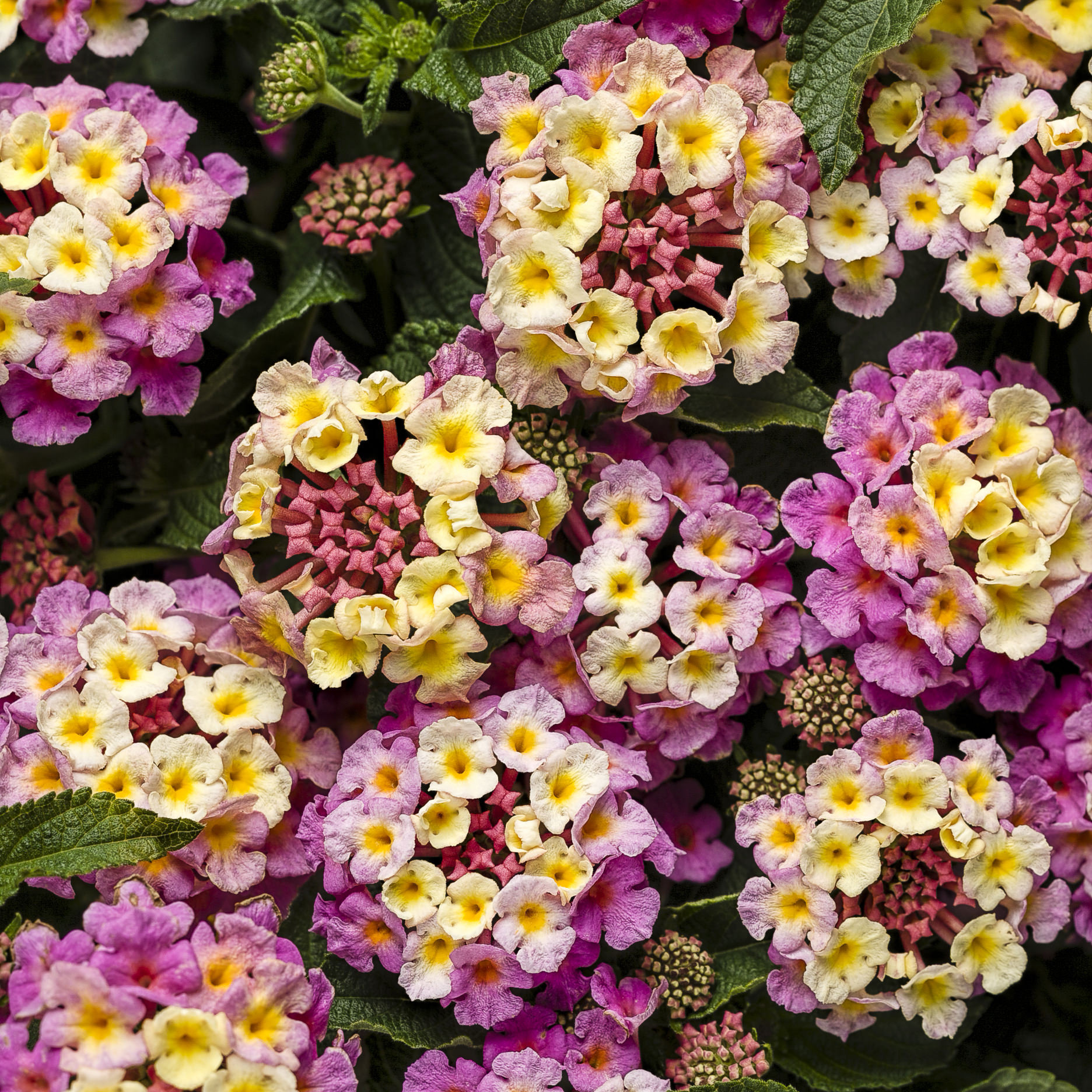 Lantana