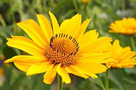 Arnica flower
