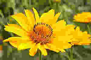 Arnica flower