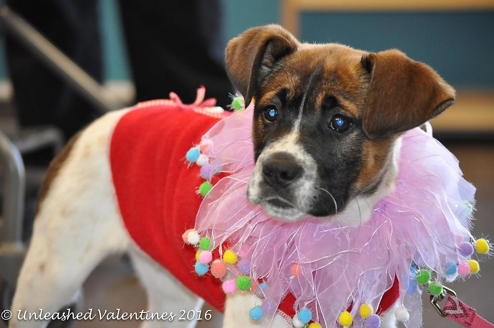 Valentine's Day Party at Landfall