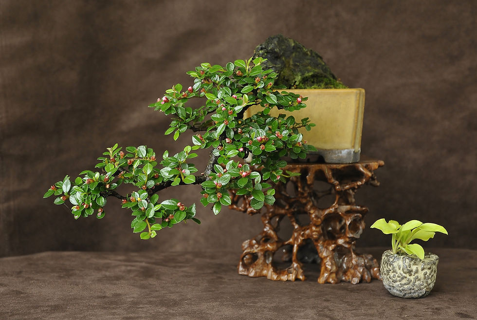 Cotoneaster