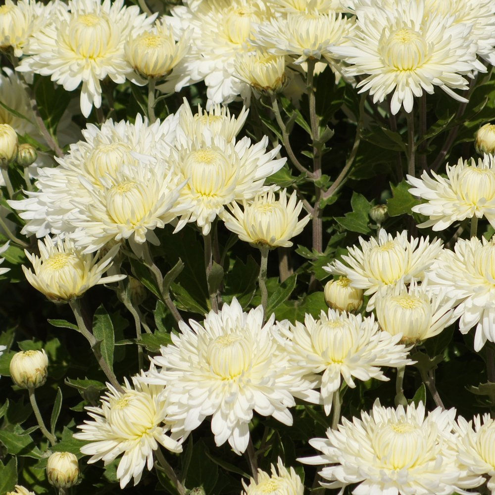 Hardy Mums - White