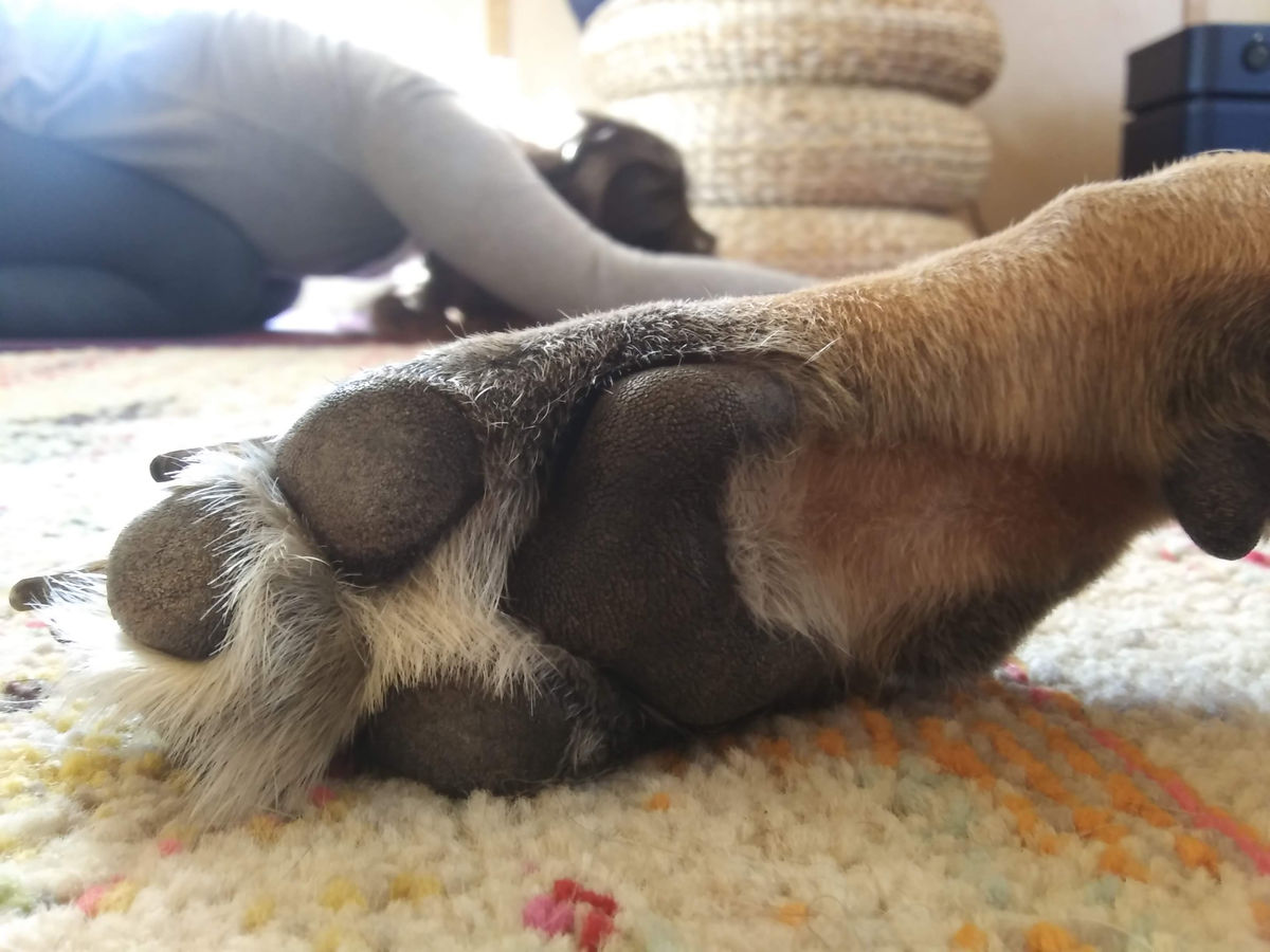 Austin Doga