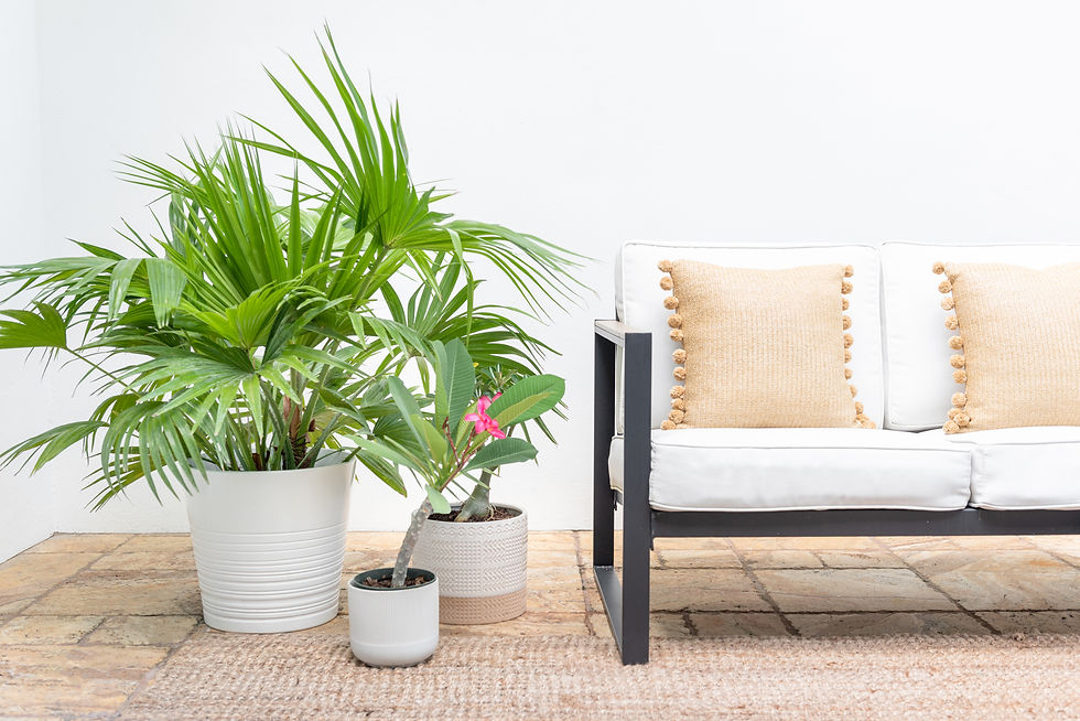 Plotted Plants- Meghan Grimbert Design