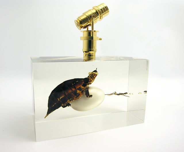 TED NOTEN_Homage to Hieronymus Bosch, 2016, taxidermy turtle & lizard, golden wedding band, goose egg, precious stones cast in acrylic + 24kt goldplated telescope 