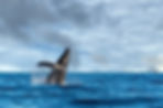 whale1.jpg