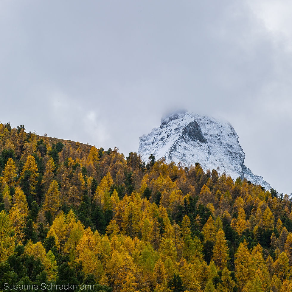 Wallis2