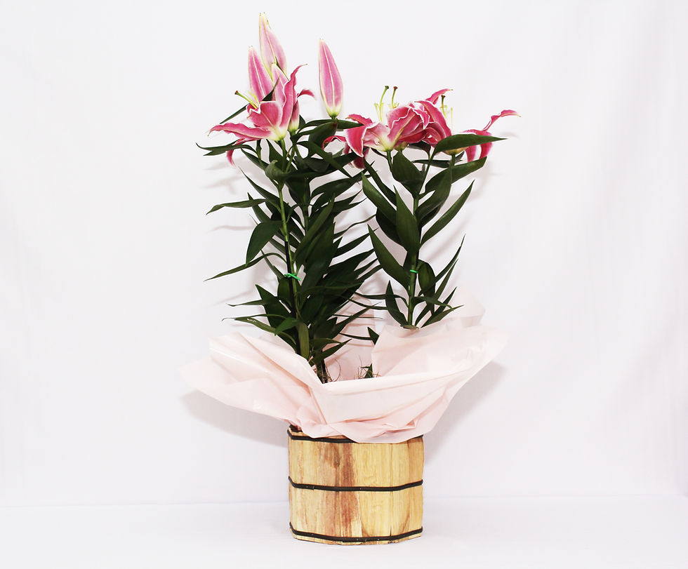 Lírio Rosa Plantado