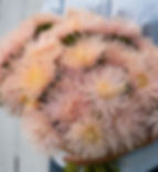 Needle China Aster