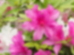 Azalea