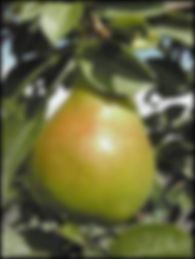 Moonglow