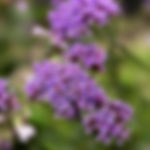 Purpletop Vervain