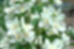 Mock Orange