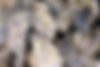 Oysters_closeup.jpeg