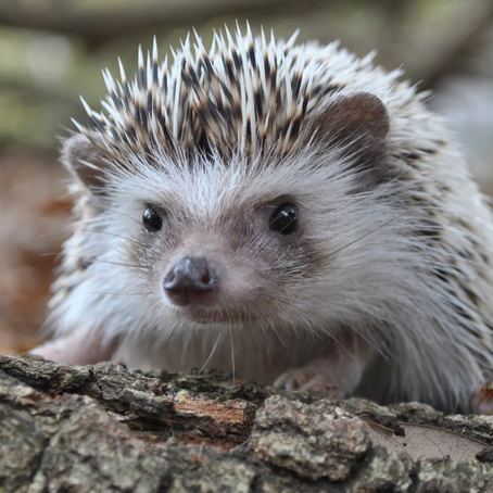 Nature Walks and Autumn Treasure Hunts for Kids: A Seasonal Adventure