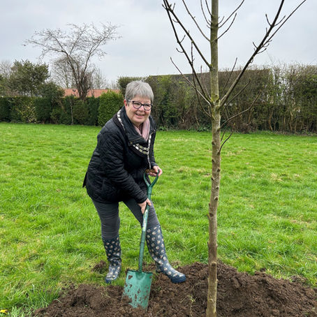 Planting of trees in Wetherby on Walton Road verge by Wetherby Town Council, with support from the White Rose Forest