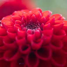 Helen Tabor Photography | Handpicked Local