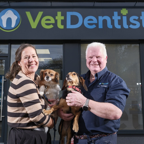 Leading veterinary specialist dental practice becomes latest Harrogate International Festivals sponsor