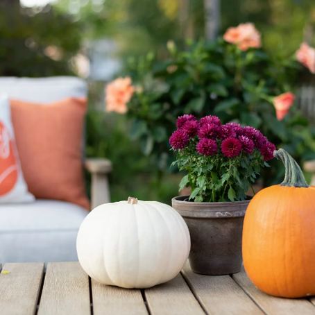 Autumn gardening trends