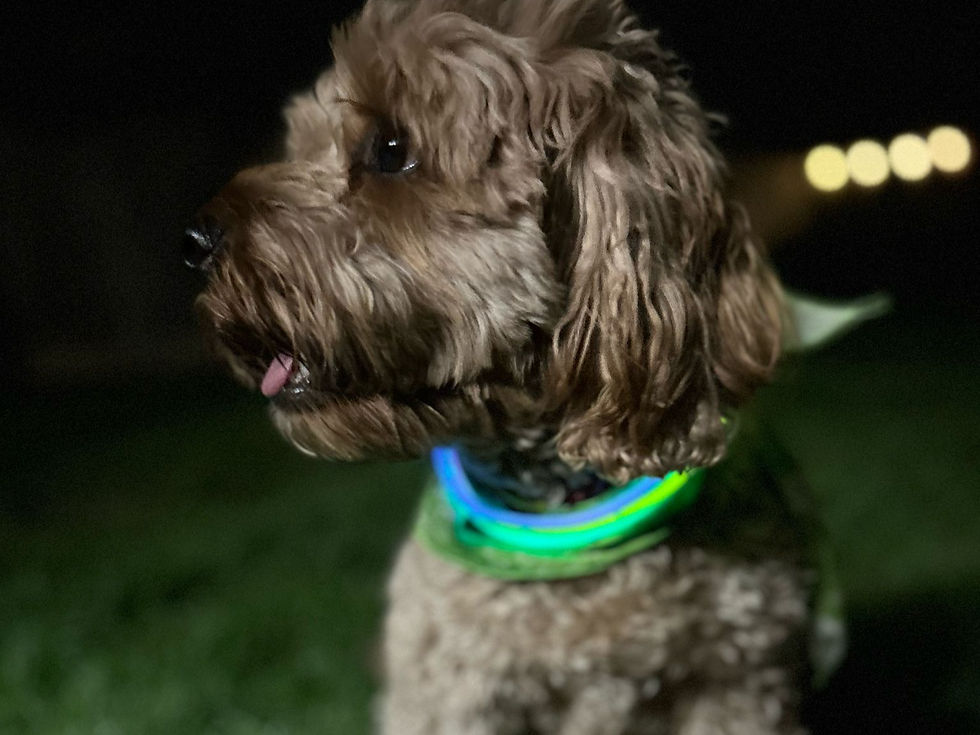 Light Up the Night to Tackle Youth Homelessness