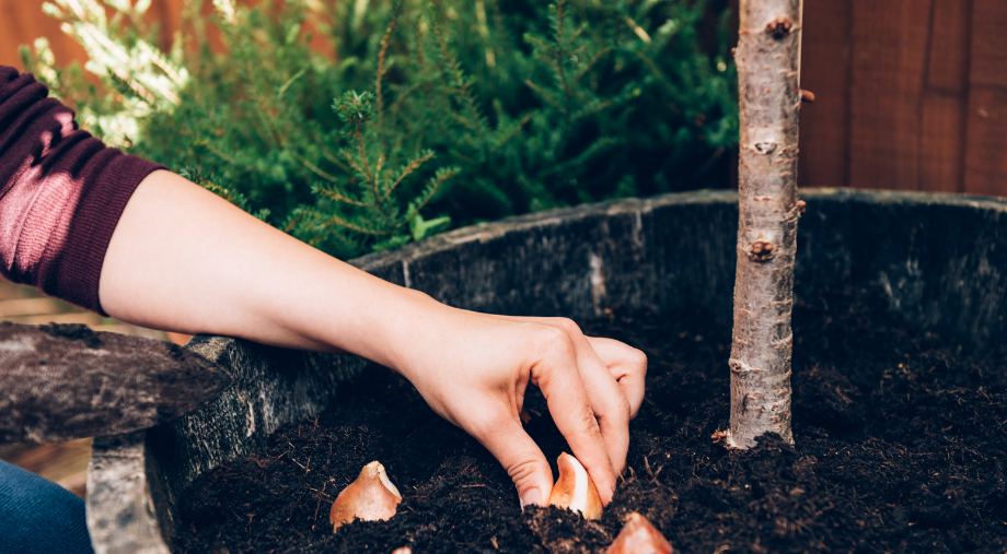 Preparing Your Garden for the Changing Season: Autumn Essentials