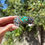 Thumbnail: Gem Grade Royston Turq Stamped Scalloped Cuff Handmade Navajo Happy Piasso