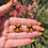Thumbnail: Orange Spiny Oyster Fan Cluster Stud Earrings Handmade by Navajo Abellene Bahe