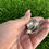 Thumbnail: Natural Red Spiny Oyster Shell Heavy Gauge Ring Handmade by Navajo Albert Jake