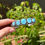 Miniature : Golden Hills Turquoise 5-Stone Stacker Cuff Handmade by Navajo Happy Piasso