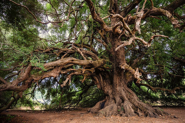 AOLife CB Tree.jpeg
