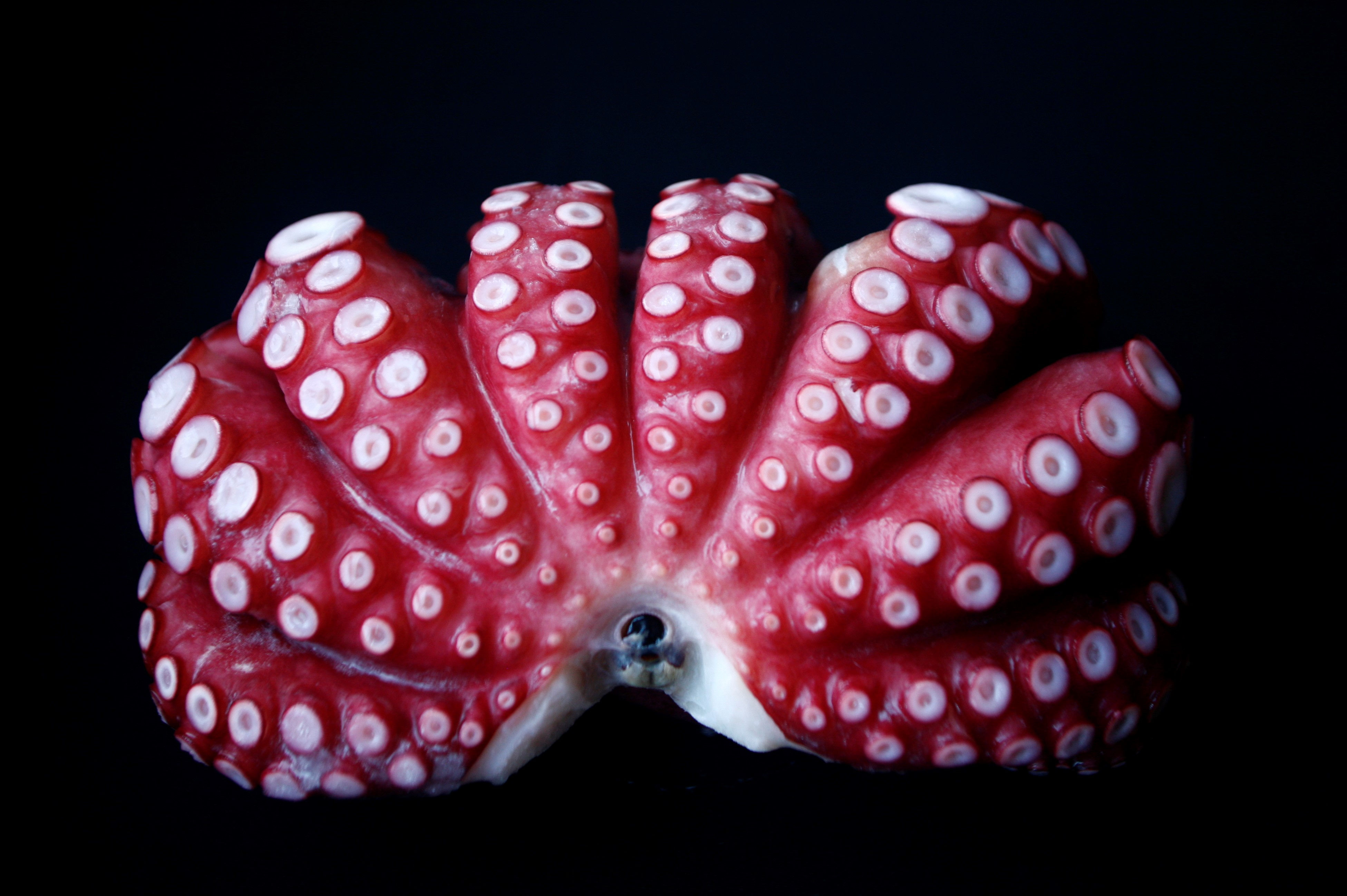 Boiled Giant Octopus - Iwadako