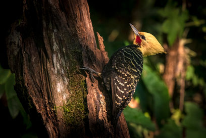 Safari PhotoART a la Selva Misionera