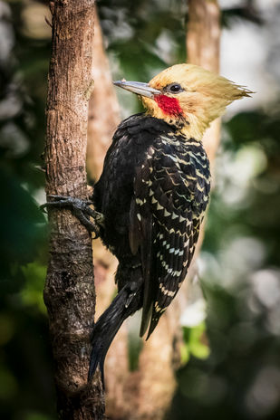 Safari PhotoART a la Selva Misionera