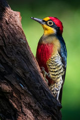 Safari PhotoART a la Selva Misionera