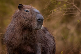 Safari PhotoART a la Selva Misionera