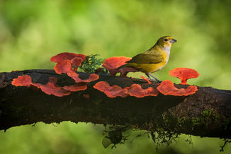 Safari PhotoART a la Selva Misionera