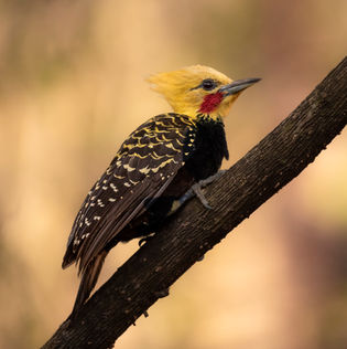 Safari PhotoART a la Selva Misionera