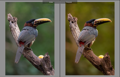 Captura de Pantalla 2022-06-30 a la(s) 17.37.43.png