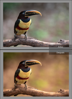 Captura de Pantalla 2022-07-01 a la(s) 08.39.25.png