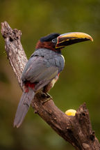 Safari PhotoART a la Selva Misionera