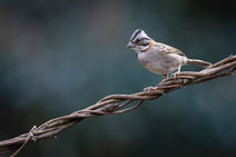 Safari PhotoART a la Selva Misionera