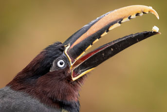 Safari PhotoART a la Selva Misionera