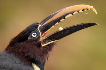 VAN_3961 LR-3Safari PhotoART a la Selva Misionera